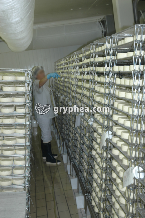 Fabrication du fromage - Pulvérisation des ferments microbiens sur les fromages frais avant affinage - gryphea.com